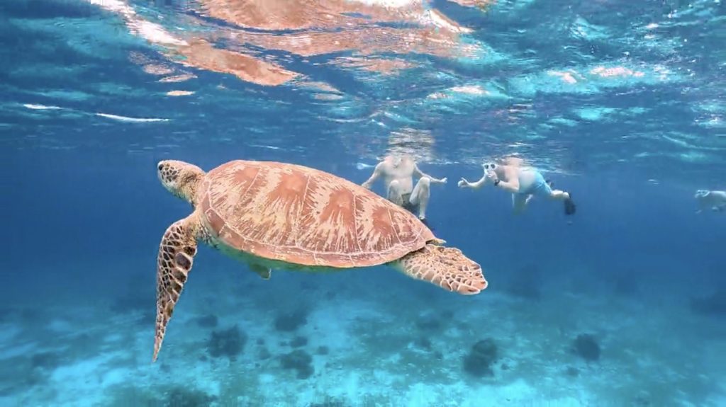 turtle and tourist underwater